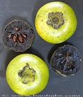 black sapote